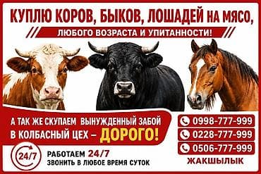 кобылье молоко купить: Продаю | Корова (самка), Бык (самец), Тёлка — 1