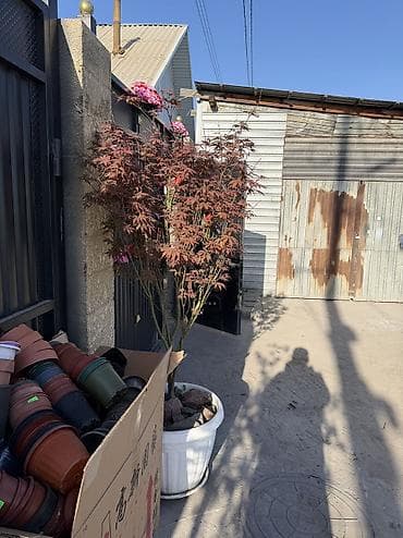 сла: Саженцы — 4