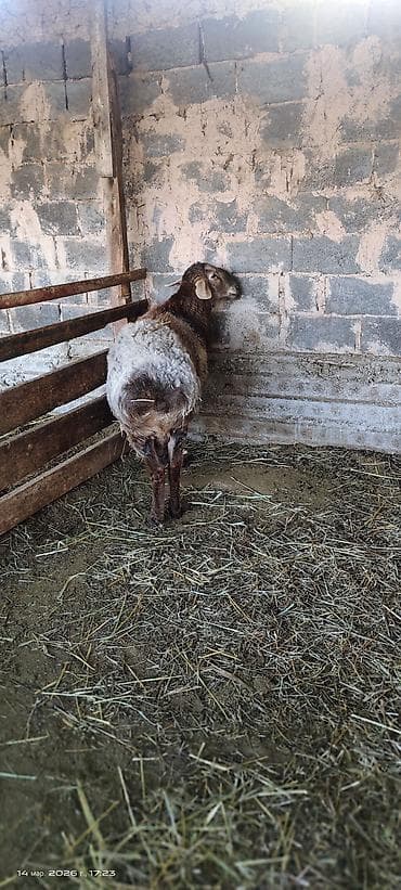 доилка для коз: Продаю | Овца (самка) | Для разведения | Ярка — 2