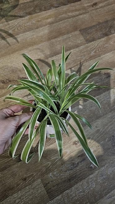 кара балта цветы: Хлорофитум — 2