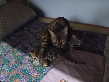 Мышыктар: Бенгал, 1 айлык, Ургаачы, Лотокко барууга үйрөтүлгөн — 1