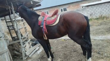 Иттер: Сатам | Жылкы (эркек) | Жумушка — 4