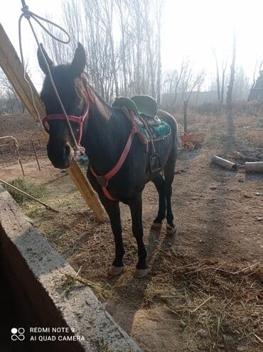 Грызуны: Продаю | Конь (самец) | Полукровка | Конный спорт — 5