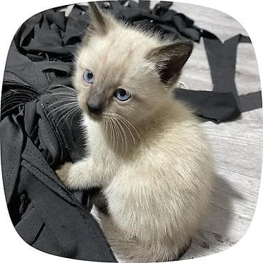 Кошки: 4-Котята домашние, окрас: - черный (2 малыша) — густой бархатный мех — 3