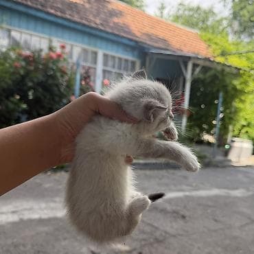 кот невский маскарадный: Кара-Балта Котята от домашней кошки им 28 дней можно забрать через 32 — 7