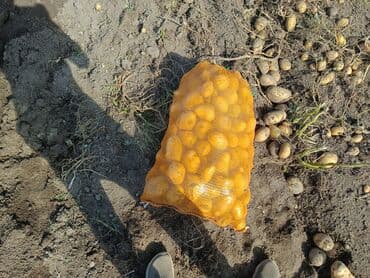 мешки 50 кг: Картошка Джелли, Оптом — 2