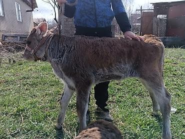 сары булун: Сатам | Кунаажын | Аргын | Бордоп семиртүү үчүн | Жасалма уруктандырылган — 3