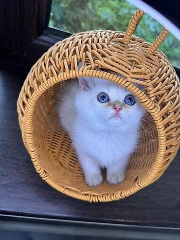 отдам кошка: Скотиш Страйт (Шотландская прямоухая), 2 месяца, Девочка, Белый, Приучена к лотку — 4