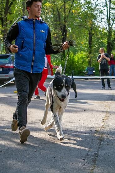 щенки кавказская овчарка: Алабай, 4 месяца, Самец, С прививкой — 10