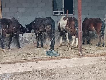 ишак купить: Молодые ослики (группой) - Вид: ослы, молодые животные - Окрас — 1