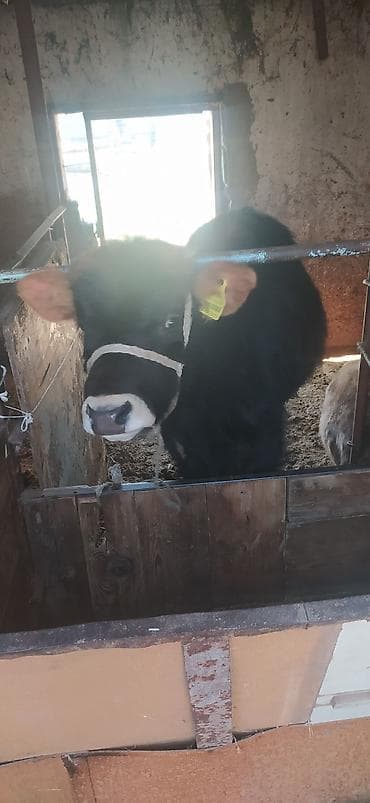 Ветеринар кызматы: Сатам | Бука (эркек) | Бордоп семиртүү үчүн | Байланган — 4