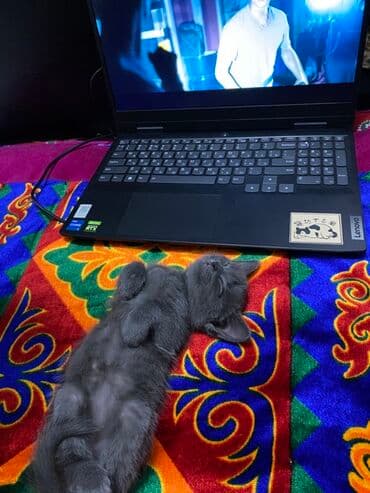 британская кошка золотая шиншилла: Очаровательный серый котёнок с бархатной шерсткой и янтарными — 2