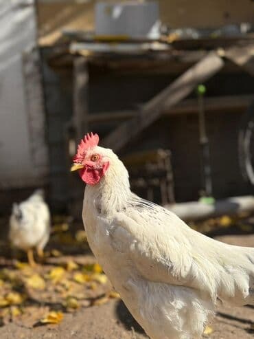 Аквариумдар: Сатам | Короздор | Көбөйтүү үчүн — 2