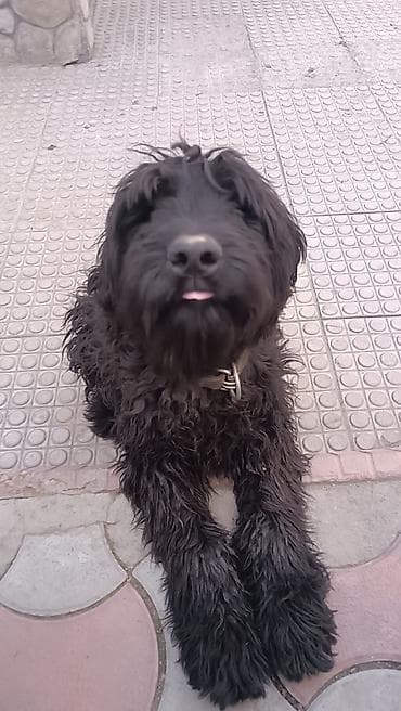 Иттер сатылат: Продаю /Ризеншнауцер сука 8 месяцев собака крупного размера с длинной — 3