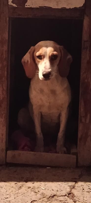 Вязка собак: Пойнтер, 8 месяцев, Самка, С родословной — 4