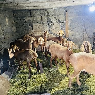 кролики бишкек: Продаю | Овца (самка) | Для разведения | Ярка — 4