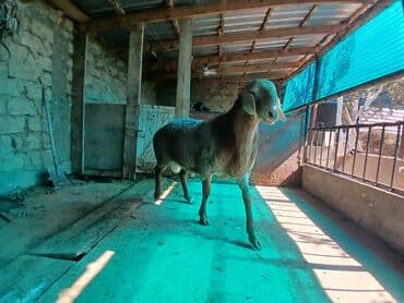 пш метр: Сатам | Ургаачы кой (ургаачы) | Союуга, Көбөйтүү үчүн | Ургаачы — 4