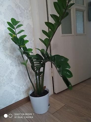 черный замиокулькас купить: Замиокулькас (долларовое дерево) в декоративном горшке. - Крупные — 1