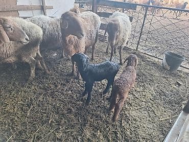 А/ч жаныбарларын сатам: Сатам | Ургаачы кой (ургаачы) | Көбөйтүү үчүн | Ургаачы — 2