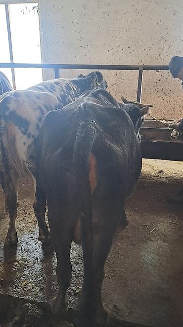 Айыл-чарба жаныбарлары: Сатам | Уй (ургаачы) | Көбөйтүү үчүн, Сүт алуу үчүн — 1