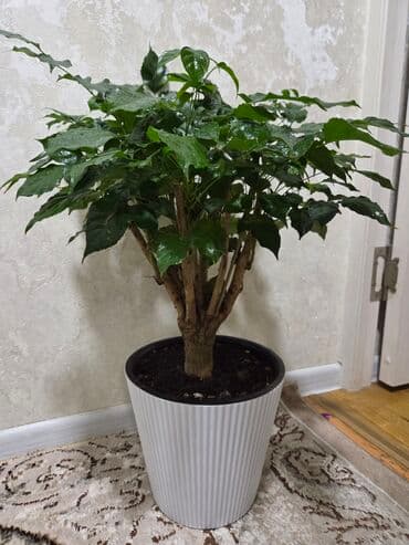 аквариум с рыбой: Бегония клубневая в горшке - Пышный куст с крупными махровыми — 7