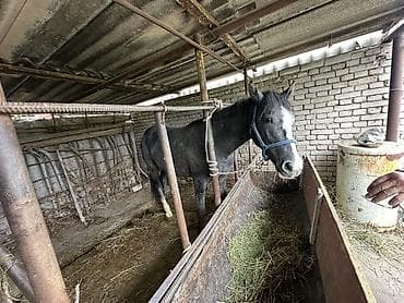 лошади аренда: Продаю | Конь (самец) | На забой, Для разведения, Рабочий — 5