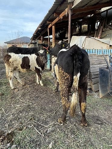 коровы стелные: Продаю | Корова (самка), Бык (самец), Тёлка | Для разведения, Для молока | Стельные, После отела, Отела не было — 1