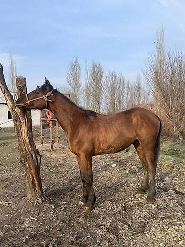 я ищу лошадь: Продаю | Жеребец | Конный спорт — 1