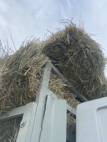 Собаки: Эспарцет 80 түк есть — 1