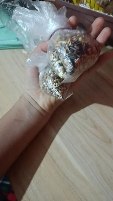 папугай цена: Хомяки карликовые (джунгарики/кемпбелла) с комплектом для содержания — 5