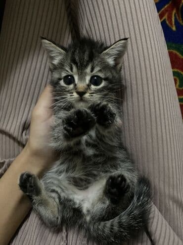 мейн кун бишкек питомник lyubushka купить котенка цена фото: 2 месяца, Девочка, Приучена к лотку — 6