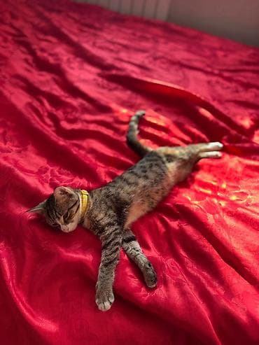 черные коты: 4 месяца, Мальчик, Приучена к лотку, Проглистована, С прививками — 8