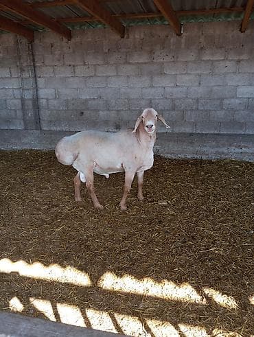 кролики карликовые: Продаю | Баран (самец) | Для разведения | Племенные — 1