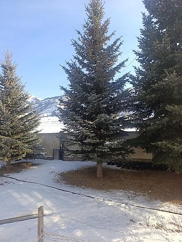 фикус бенджамена: Ель голубая (Picea pungens) — взрослые декоративные деревья для — 1