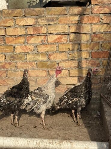 купить кур несушек в бишкеке: Продаю индюшат — 4