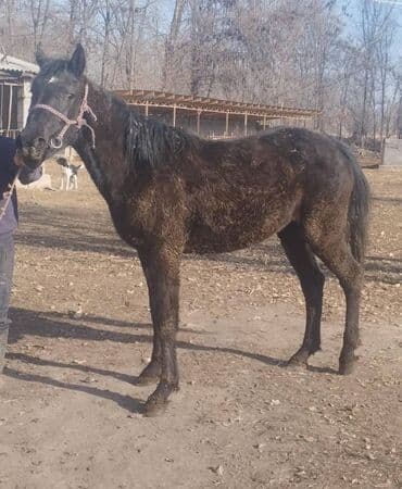 корм для кошек бишкек цена: Продаю | Кобыла (самка) | Полукровка, Першерон, Дончак | На забой, Для разведения, Конный спорт | Племенные, Осеменитель, Мерин — 2