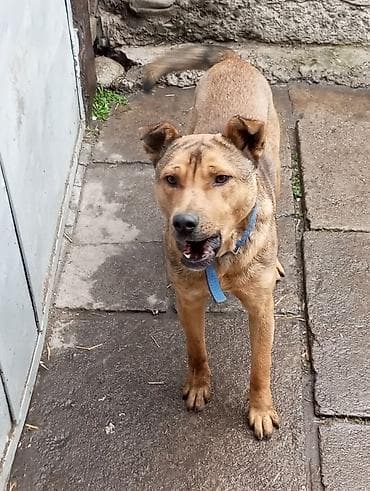 Собака даром: Более 5 лет, Самец at lalafo.kg Собака даром: Более 5 лет, Самец