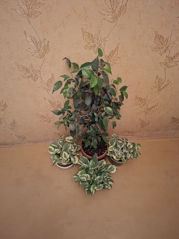 купить большие комнатные растения: Коллекция комнатных растений с декоративной листвой (в горшках) — 29