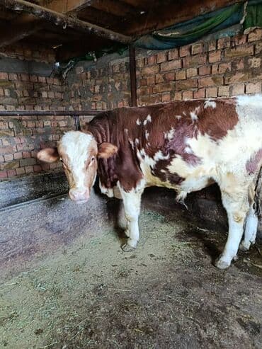 Грызуны: Продаю | Бык (самец) | Симментальская | На откорм | Племенные — 6