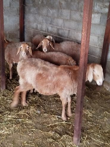 канарейка купить: Продаю | Овца (самка) | Для разведения | Племенные — 3