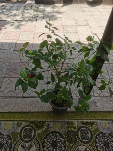 где купить цветы оптом дешево: Гибискус красный махровые и простой, а по сиридине привытый — 5