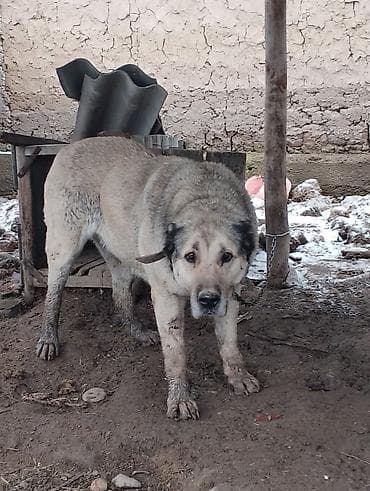 кавказская овчарка: Сторожевая собака крупного типа (пастушья/овчарочная группа) — 5