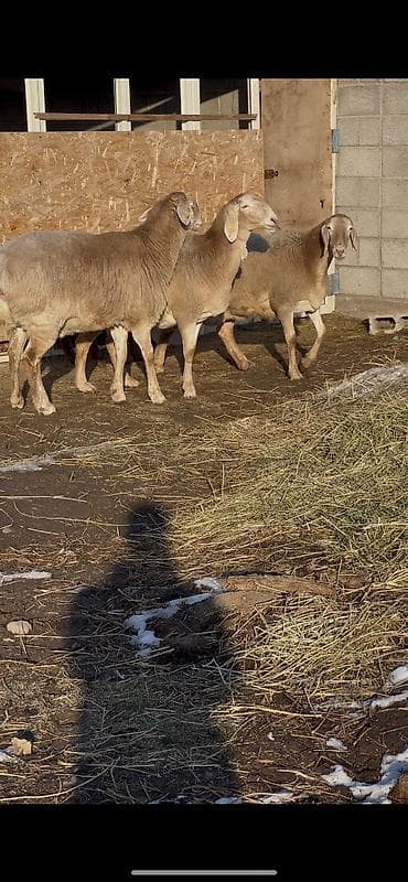 шпиц девочка: Продаю | Овца (самка) | Арашан | Для разведения | Матка — 1