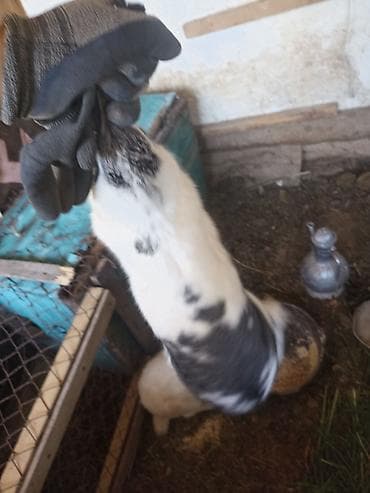 продажа кормов для сельскохозяйственных животных: Коендор сатылат пародасы великан баасы келищим турдо 2 коен баасы — 4