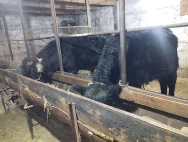 животные для дома: Продаю | Бык (самец) | Абердин-ангус | На откорм — 4