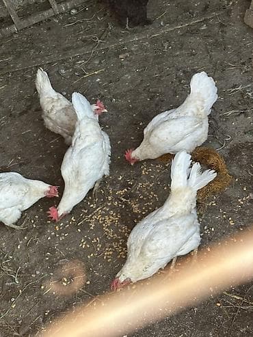 яйца куриные: Продаю | Куры | Леггорн | Несушки — 8