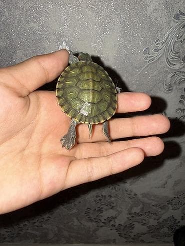 рыбый корм: Красноухая водная черепаха (Trachemys scripta elegans) - Молодая — 3