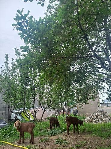 кролики крол кролиха кролик: Продаю | Ягненок | Арашан | На забой — 4