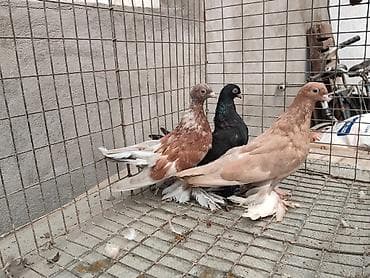 отдам голубей: Продам голубей: 3 шутки
Молоднях игровые цена за всех 3 штуки 950 сом — 1