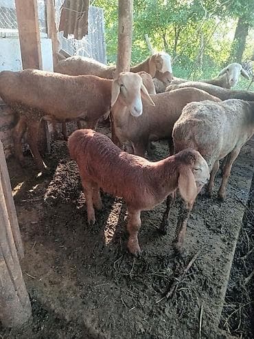 Продаю | Овца (самка) | Для разведения | Матка at lalafo.kg Продаю | Овца (самка) | Для разведения | Матка